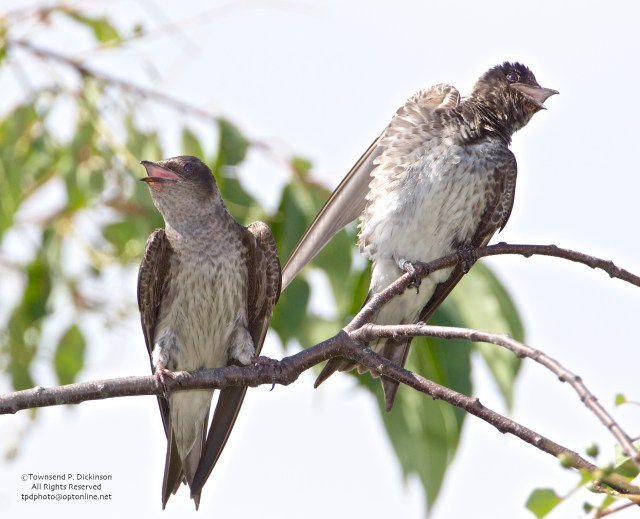 Purple Martin, young of year l. begging, r. sunning, in tree near nest gourds, summer, Connecticut Audubon Society Coastal Center, Milford Point, CT. ©Townsend Dickinson. All Rights Reserved.