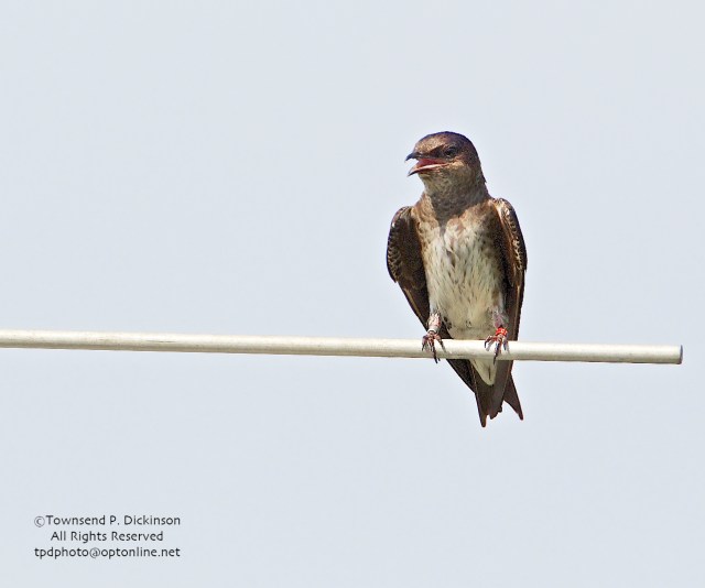 Purple Martin, adult female (note aluminum band on right leg and red band on left leg indicates natal colony of Gazebo Phil in CT) on peach near nest gourds, summer, Connecticut Audubon Society Coastal Center, Milford Point, CT. ©Townsend Dickinson. All Rights Reserved.