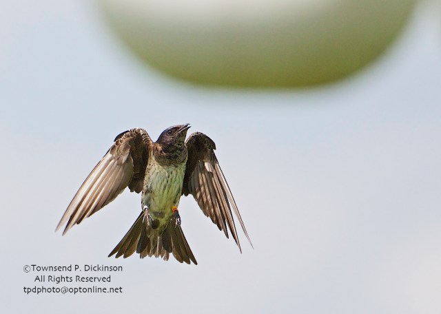 Purple Martin, female, returning to her nest gourd appears to have both red and yellow band. summer, Connecticut Audubon Society Coastal Center, Milford Point, CT. ©Townsend Dickinson. All Rights Reserved.