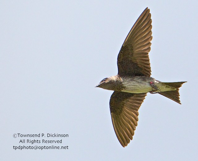 Purple Martin, female, returning to her nest gourd has a red leg band that was banded as a nestling at the Gazebo Phil Colony. Connecticut Audubon Society Coastal Center, Milford Point, CT. ©Townsend Dickinson. All Rights Reserved.