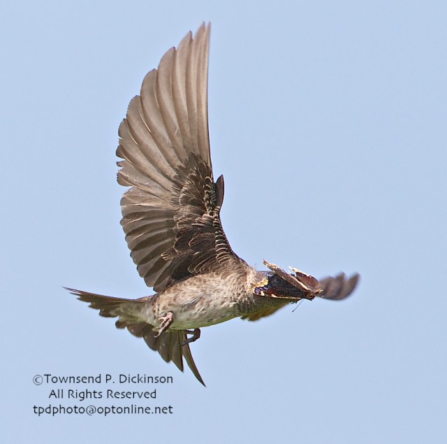 Purple Martin, female brings butterfly (possibly Morning Cloak) back to feed young in nest gourd, summer, Connecticut Audubon Society Coastal Center, Milford Point, CT. ©Townsend Dickinson. All Rights Reserved.