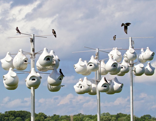 Purple Martin colony nest gourds, summer, Connecticut Audubon Society Coastal Center, Milford Point, CT. ©Townsend Dickinson. All Rights Reserved.