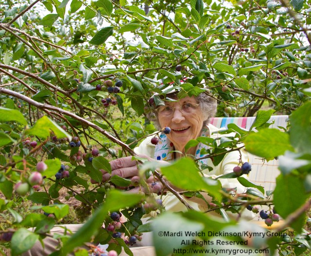 Joe Kusnierczak, Easton Connecticut Native. Picking blueberries in the orchards at Aspetuck Land Trust property of Trout Brook Valley Preserve on August 1, 2013. ©Mardi Welch Dickinson/KymryGroup