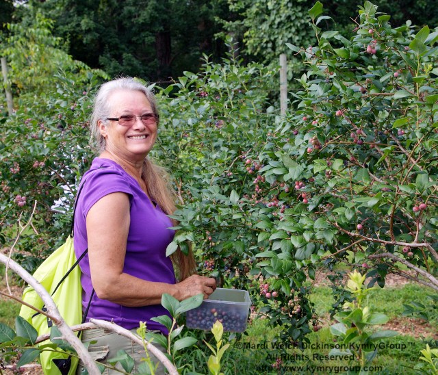 Relly Coleman, Westport, CT;  Picking blueberries in the orchards at Aspetuck Land Trust property of Trout Brook Valley Preserve on August 1, 2013. ©Mardi Welch Dickinson/KymryGroup. All Rights Reserved.