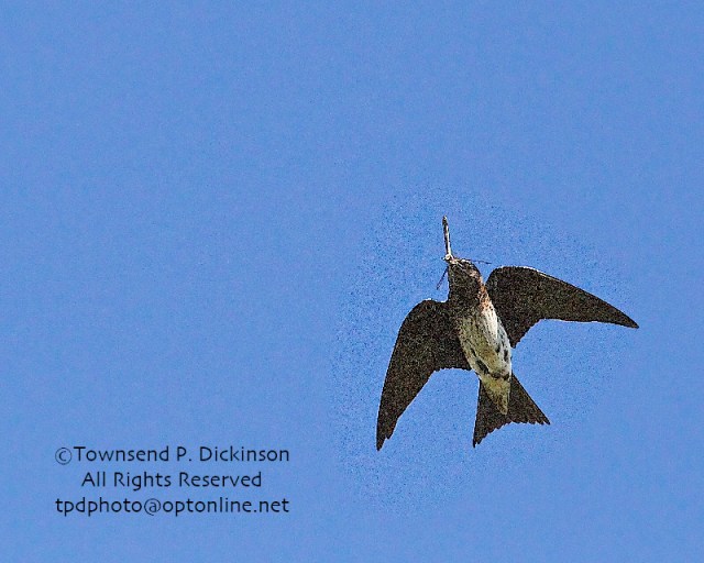 Purple Martin, female returns to nest to feed young with possible Great Blue Skimmer Dragonfly, summer, Connecticut Audubon Society Coastal Center, Milford Point, CT. ©Townsend Dickinson. All Rights Reserved.