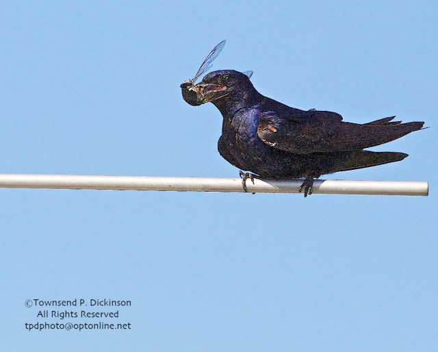 Purple Martin, male returns to nest to feed young with Annual Cicada, summer, Connecticut Audubon Society Coastal Center, Milford Point, CT. ©Townsend Dickinson. All Rights Reserved.