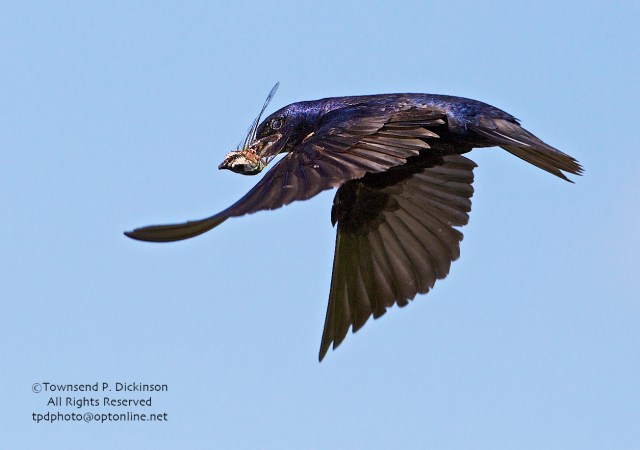 Purple Martin, male returns to nest to feed young with Annual Cicada, summer, Connecticut Audubon Society Coastal Center, Milford Point, CT. ©Townsend Dickinson. All Rights Reserved.
