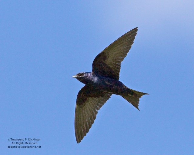 Purple Martin, male in flight near colony, summer, Connecticut Audubon Society Coastal Center, Milford Point, CT. ©Townsend Dickinson. All Rights Reserved.