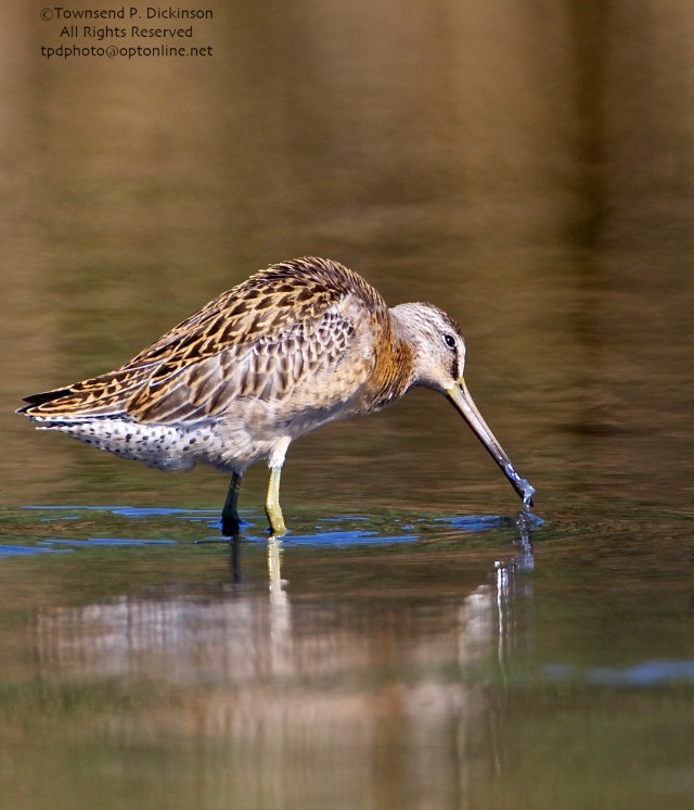 Short-billed Dowitcher, juvenile, foraging, with marine worm prey, fall migrant, North End, East Pond, Jamaica Bay, NWR, Queens, NY. ©Townsend P. Dickinson. All Rights Reserved.