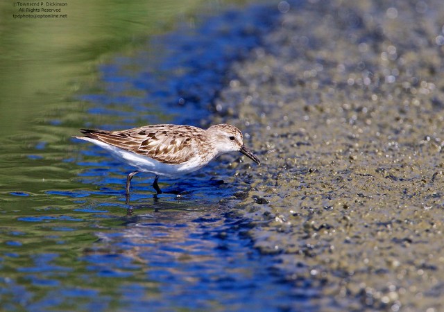Semipalmated Sandpiper, juvenile, foraging on exposed flats, fall migrant, North End, East Pond, Jamaica Bay, NWR, Queens, NY. ©Townsend Dickinson P. Dickinson. All Rights Reserved. 