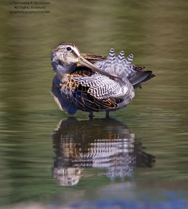 Short-billed Dowitcher, juvenile, preening, prehensile bill tip open near oil grand at base of tail, fall migrant, North End, East Pond, Jamaica Bay, NWR, Queens, NY. ©Townsend P. Dickinson. All Rights Reserved.