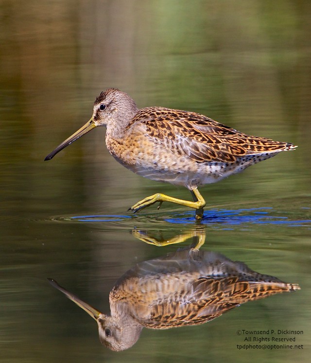 Short-billed Dowitcher, juvenile, foraging,  fall migrant, North End, East Pond, Jamaica Bay, NWR, Queens, NY ©Townsend Dickinson P. Dickinson. All Rights Reserved.