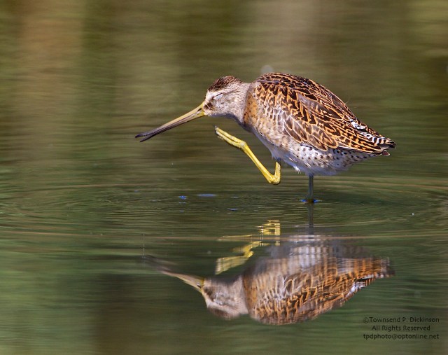 Short-billed Dowitcher, juvenile, preening, prehensile bill tip open while scratching head, fall migrant, North End, East Pond, Jamaica Bay, NWR, Queens, NY. ©Townsend P. Dickinson. All Rights Reserved. 