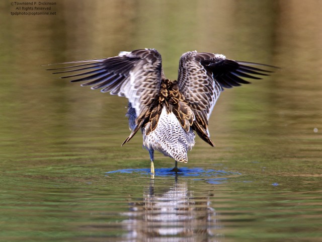 Short-billed Dowitcher, juvenile, flaps wings after preening, , fall migrant, North End, East Pond, Jamaica Bay, NWR, Queens, NY. ©Townsend P. Dickinson. All Rights Reserved. 