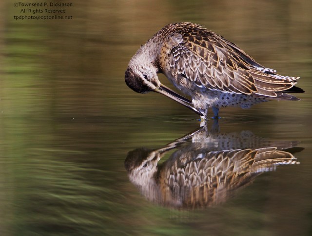 Short-billed Dowitcher, juvenile, preens leg feathers, fall migrant, North End, East Pond, Jamaica Bay, NWR, Queens, NY. ©Townsend P. Dickinson. All Rights Reserved. 