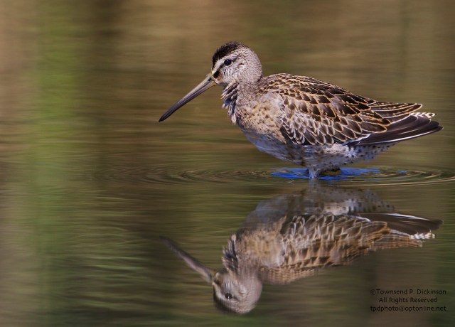 Short-billed Dowitcher, juvenile, foraging,  fall migrant, North End, East Pond, Jamaica Bay, NWR, Queens, NY. ©Townsend P. Dickinson. All Rights Reserved. 