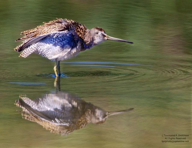 Short-billed Dowitcher, juvenile, fluffs body feathers after preening, fall migrant, North End, East Pond, Jamaica Bay, NWR, Queens, NY. ©Townsend P. Dickinson. All Rights Reserved. 