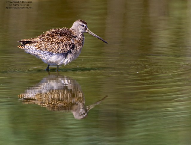 Short-billed Dowitcher, juvenile, foraging,  fall migrant, North End, East Pond, Jamaica Bay, NWR, Queens, NY. ©Townsend P. Dickinson. All Rights Reserved. 