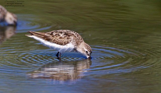 Semipalmated Sandpipers, uniform ripples formed by rapid probing while foraging in shallow water, fall migrant, North End, East Pond, Jamaica Bay, NWR, Queens, NY. ©Townsend P. Dickinson. All Rights Reserved. 