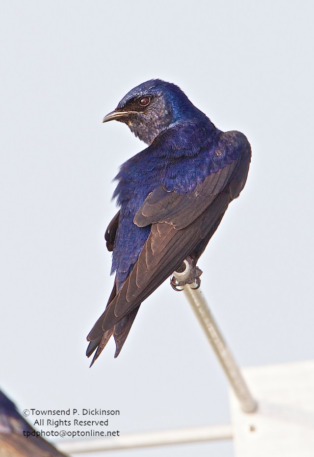 Purple Martin, male, at nest site colony, spring, Connecticut Audubon Society Coastal Center, Milford Point, CT. ©Townsend Dickinson. All Rights Reserved.