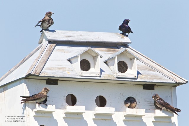 Purple Martins on nest box, Connecticut Audubon Society Coastal Center, Milford Point, CT. ©Townsend Dickinson. All Rights Reserved.