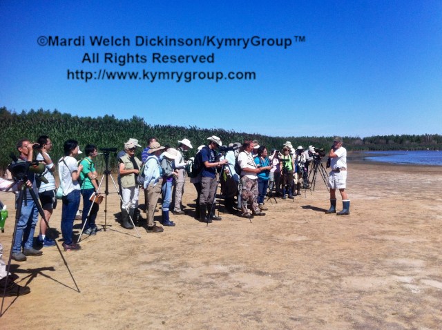 Kevin Karlson teaching Shorebird Identification  at the 8th Annual Shorebird Festival. North End, East Pond, Jamaica Bay, NWR, Queens, NY. iPhone 4 ©Mardi Welch Dickinson / KymryGroup. All Rights Reserved.