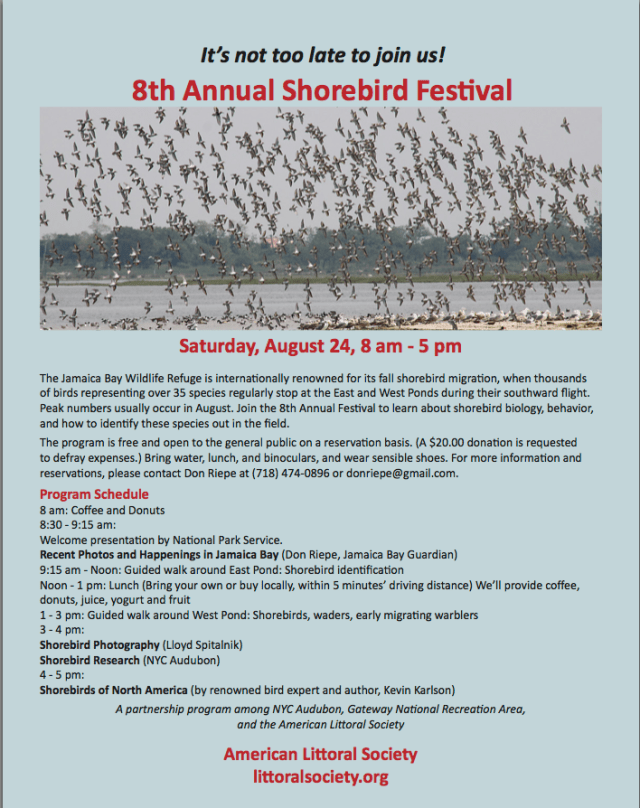 8th Annual Shorebird Festival  at Jamacia Bay 2013