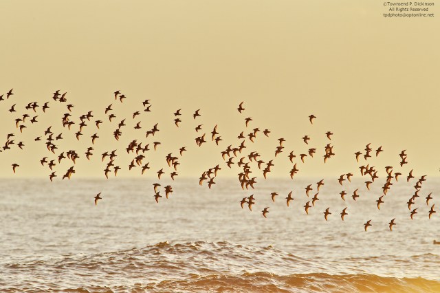 Sanderling soaring into the New Year! Nantucket Island  MA. ©Townsend P. Dickinson. All Rights Reserved. 