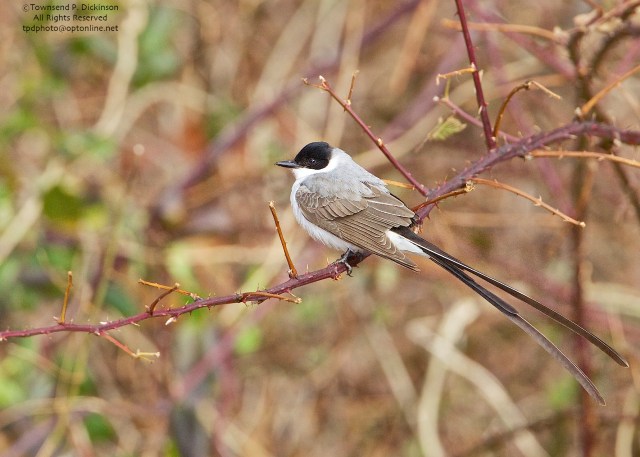 Fork-tailed Flycather, vagrant, late fall, Hadlyme, CT. ©Townsend P. Dickinson. All Rights Reserved.