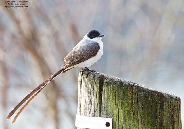 Fork-tailed Flycather, vagrant, late fall, Hadlyme, CT. ©Townsend P. Dickinson. All Rights Reserved.