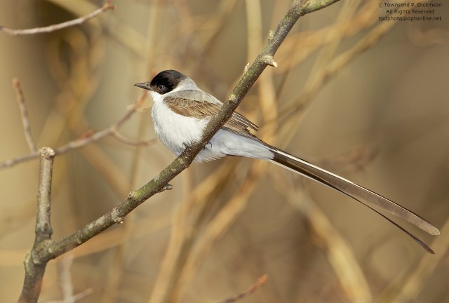 Fork-tailed Flycather, vagrant, late fall, Hadlyme, CT. ©Townsend P. Dickinson. All Rights Reserved.