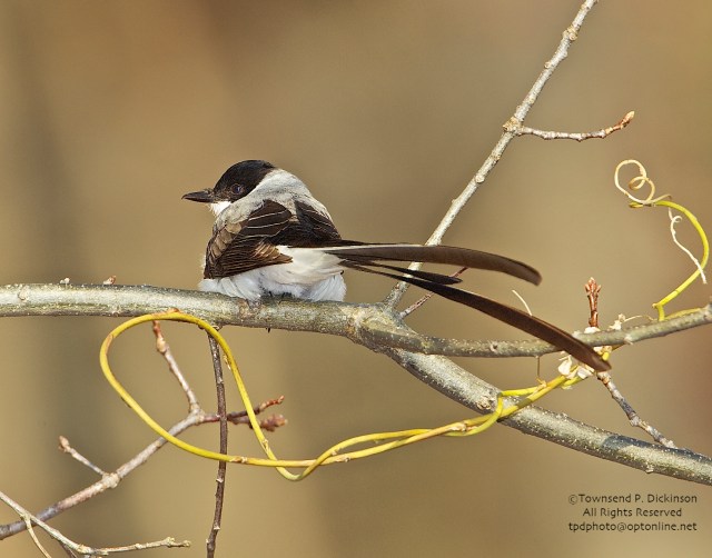 Fork-tailed Flycather, vagrant, late fall, Hadlyme, CT. ©Townsend P. Dickinson. All Rights Reserved.