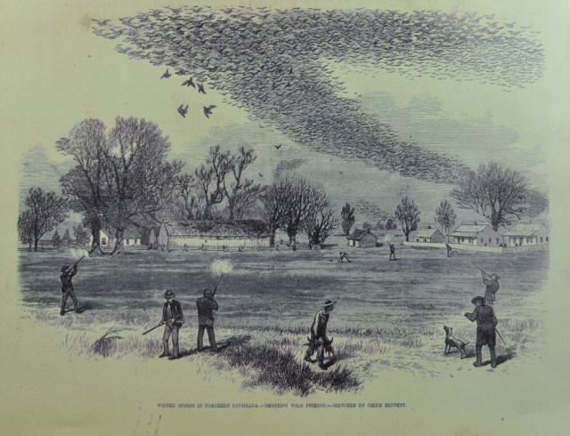 Shooting Wild Pigeons in Northern Louisiana is based on a sketch by smith Bennett and apppeared in the Illustrated Sporting and Dramatic News of July 3, 1875. Schorger consedered this picture to be particularly accurate (From the collection of Garrie Landry). Courtesy of Bloomsbury USA, New York Publisher. Joel Greenberg, author talk on "A Feathered River across the Sky. The Passenger Pigeon's Flight To Extinction" at Yale School of Forestry & Environmental Studies. New Haven, CT. March 12, 2014. ©Mardi Welch Dickinson/KymryGroup