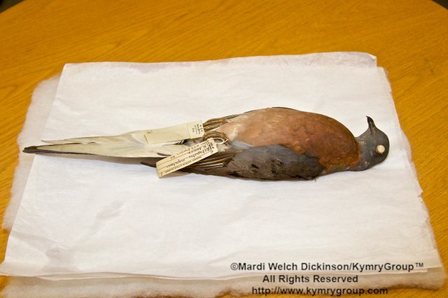 Passenger Pigeon specimen. Ectopistes Migratarus North America. Coll. W.F.H. Rosenberg Edgwaro England 5591 from the Peobody Museum of Yale University. Joel Greenberg, author talk & book signing on "A Feathered River across the Sky. The Passenger Pigeon's Flight To Extinction" at Yale School of Forestry & Environmental Studies. New Haven, CT. March 12, 2014. ©Mardi Welch Dickinson/KymryGroup™ All Rights Reserved. 