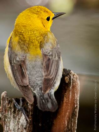 Photo ©Owen Deutic Breymaiser (contributed)