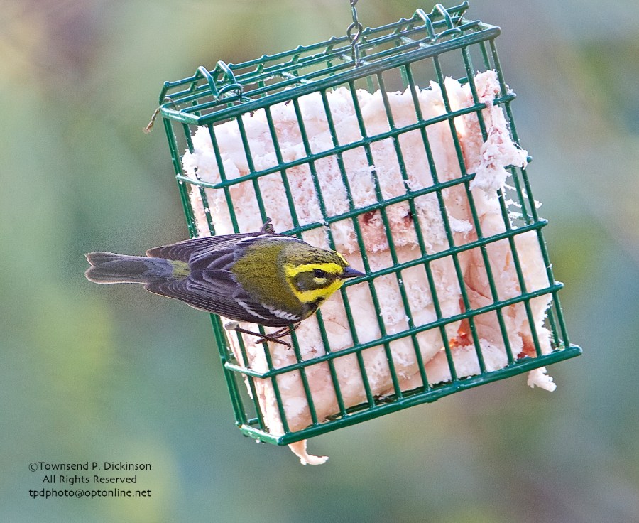 Townsend's Warbler, young male, early winter, Massachusetts Audubon Society, Marblehead Neck Wildlife Sanctuary, MA on December 26,2014. ©Townsend P. Dickinson. All Rights Reserved.