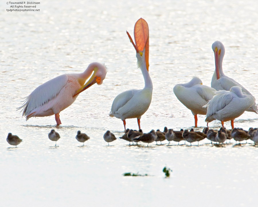 Great White Pelican on left (from Africa) with American White Pelicans, one doing head toss, pouch display, roosting, Ding Darling NWR, Sanibel, Florida. ©Townsend P. Dickinson All Rights Reserved. Photo may not be used without written permission.