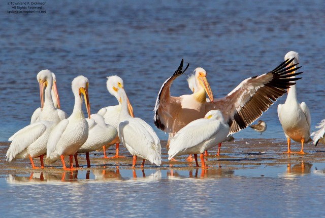 Great White Pelican on left flaps wings (from Africa) with American White Pelicans, roosting, Ding Darling NWR, Sanibel, Florida. ©Townsend P. Dickinson All Rights Reserved. Photo may not be used without written permission.