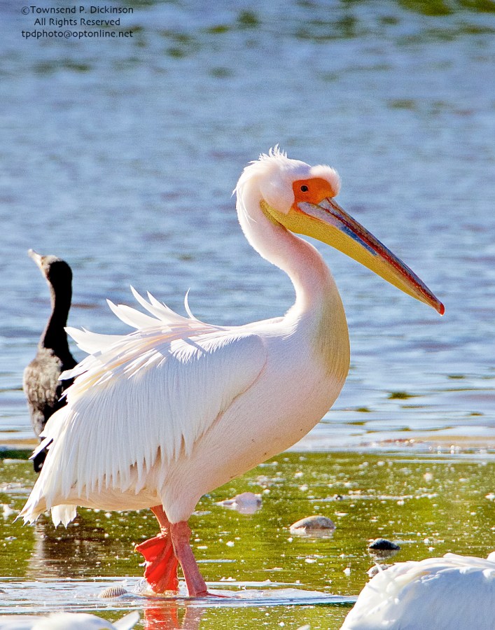 Great White Pelican, (probable female in breeding plumage), extralimital, roosting with American Pelicans, Ding Darling NWR, Sanibel Island, Florida. ©Townsend P. Dickinson All Rights Reserved. Photo may not be used without written permission.