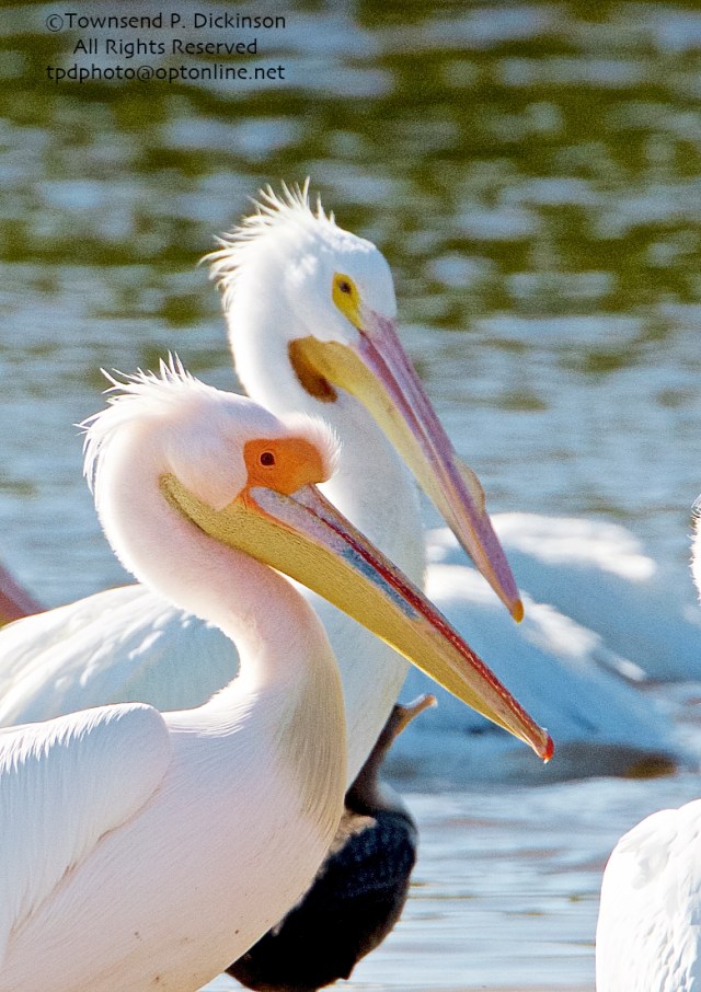Great White Pelican, (probable female in breeding plumage, extralimital), with American Pelican in back, Ding Darling NWR, Sanibel Island, Florida. ©Townsend P. Dickinson All Rights Reserved. 