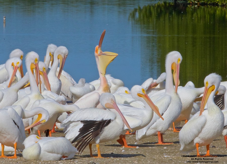 Great White Pelican on loft (from Africa) doing head toss, pouch display with American White Pelicans, roosting, Ding Darling NWR, Sanibel, Florida.©Townsend P. Dickinson All Rights Reserved. Photo may not be used without written permission.