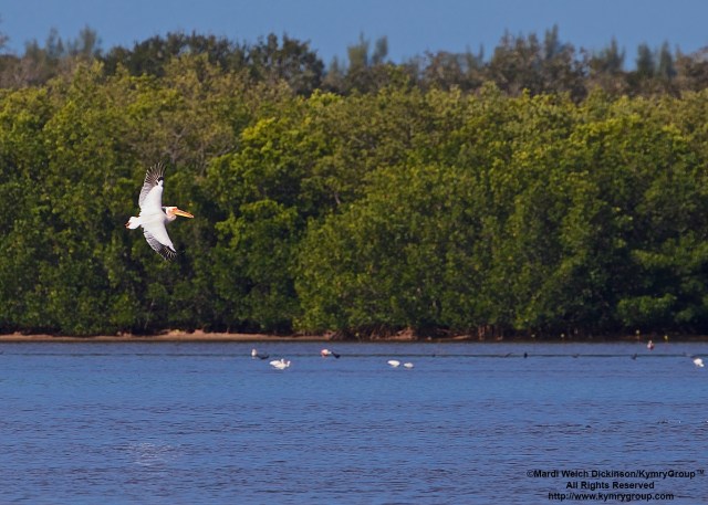 Great White Pelican, (probable female in breeding plumage), extralimital, Flying off for the last time since Feb 28 after three day at J.N Ding Darling NWR on March 1, 2016. ©Mardi Welch Dickinson/ KymryGroup™ All Rights Reserved. Photo may not be used without written permission.