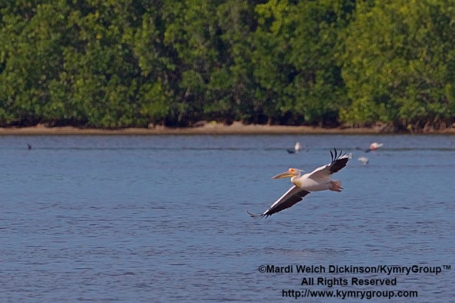 Great White Pelican, J.N Ding Darling NWR.©Mardi Welch Dickinson/ KymryGroup™ All Rights Reserved.