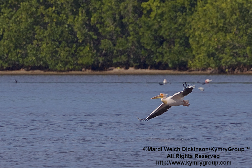 Great White Pelican, J.N Ding Darling NWR.©Mardi Welch Dickinson/ KymryGroup™ All Rights Reserved.