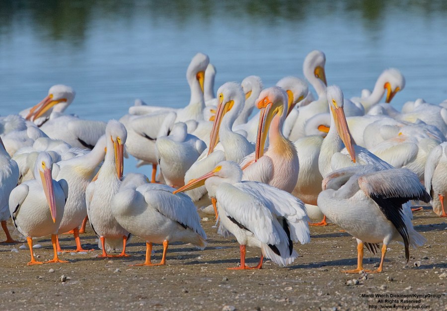 Great White Pelican, J.N Ding Darling NWR. February 28 - March 1, 2016. ©Mardi Welch Dickinson/ KymryGroup™ All Rights Reserved. Photo may not be used without written permission.