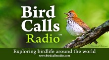 BirdCallsRadio