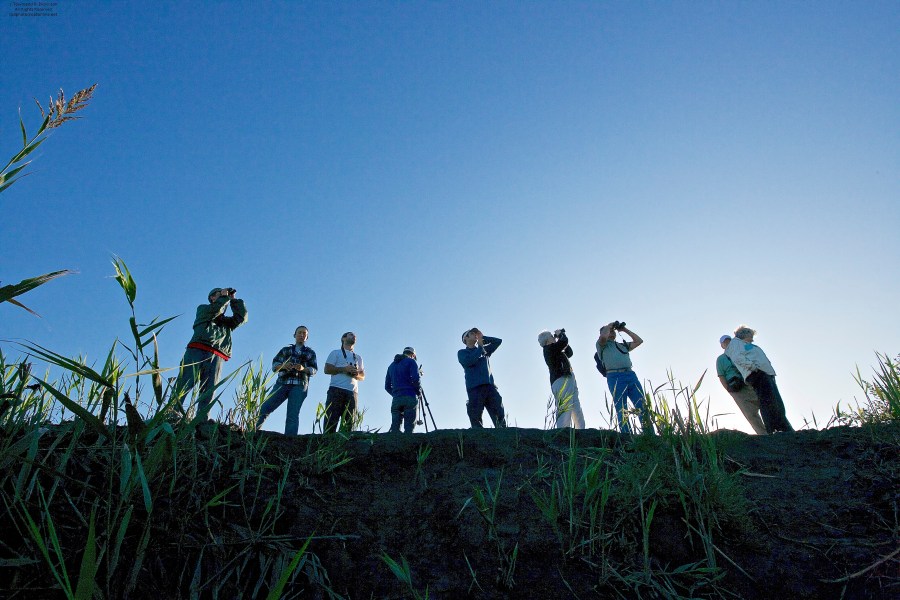 Cape May Morning Flight Dike at Higbee Beach where birders gather as the sun peaks over the horizon that begins the spectacular fall songbird migration. Cape May Fall Birding Festival, Higbee Beach Wildlife Management Area, West Cape May, NJ. ©Townsend P. Dickinson. All Rights Reserved.