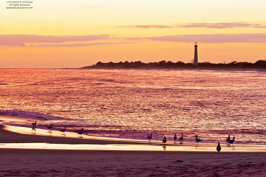 Cape May Lighthouse, fall with gulls in surf after sunset, from Beach Avenue, Cape May, NJ ©Townsend P. Dickinson. All Rights Reserved.