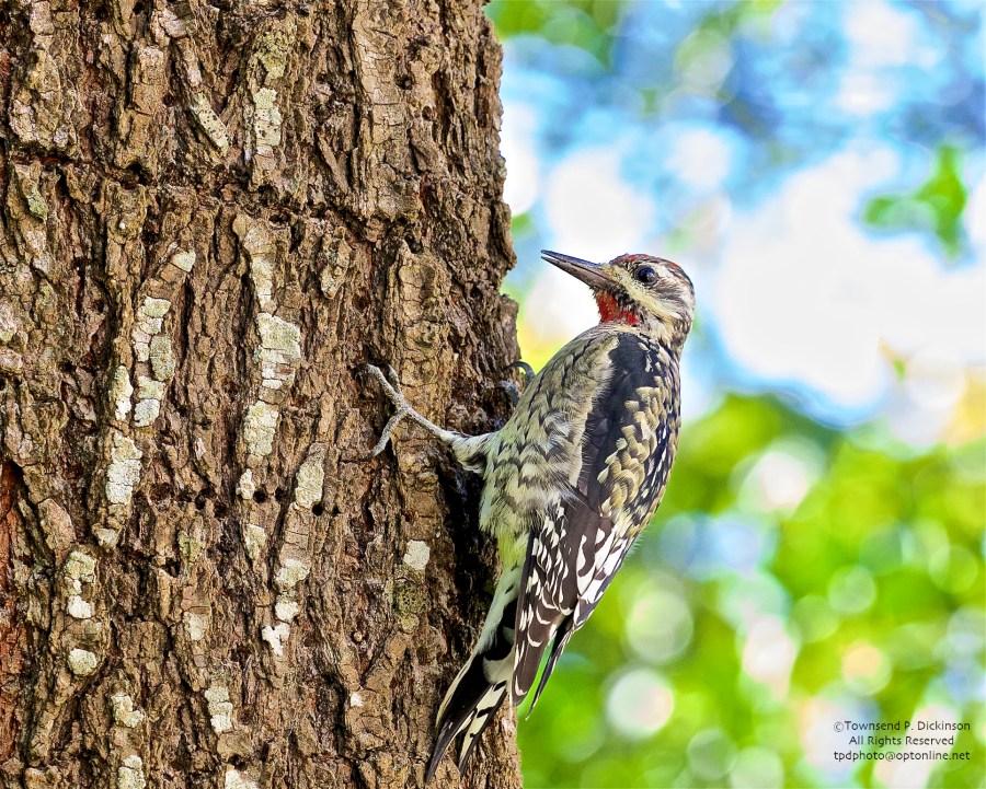 Yellow-bellied Sapsucker, fall migrant, foraging on tree at CMBO , West Cape May, NJ . ©Townsend P. Dickinson. All rights Reserved.
