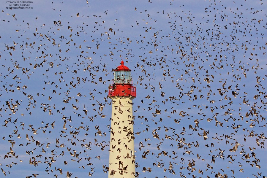 Tree Swallows, fall migrants foraging over Cape May Point State Park, Cape May, NJ. ©Townsend P. Dickinson.